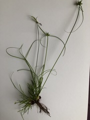 Cyperus mirus
