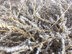 Bassia scoparia