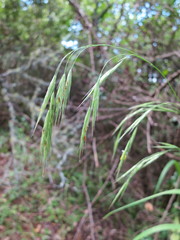 Bromus leptoclados