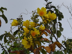 Cochlospermum