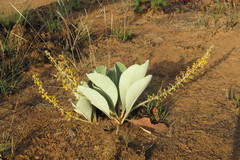 Byrsonima verbascifolia