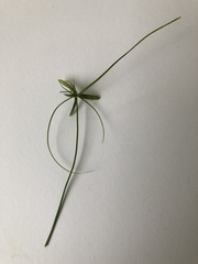 Cyperus mirus