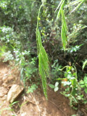 Bromus leptoclados