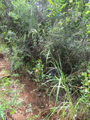 Bromus leptoclados
