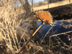 Asteraceae
