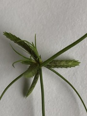 Cyperus mirus