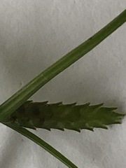 Cyperus mirus