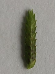 Cyperus mirus