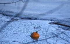 Cucurbita maxima maxima