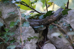 Vipera ammodytes
