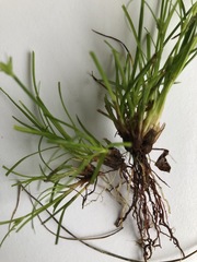 Cyperus mirus