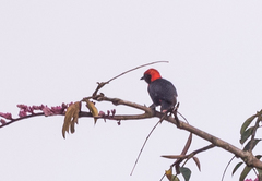 Malimbus rubricollis