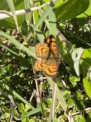 Lycaena salustius