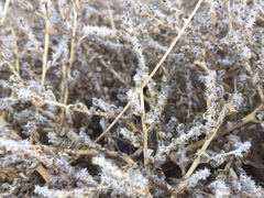 Bassia scoparia