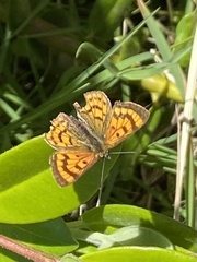 Lycaena salustius