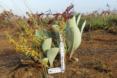 Byrsonima verbascifolia