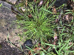Cyperus mirus