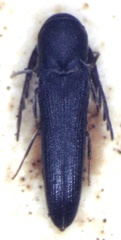 Adelothyreus