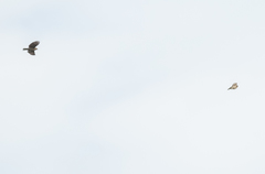 Prodotiscus insignis