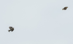 Prodotiscus insignis