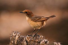 Oenanthe moesta