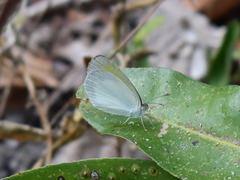 Eurema daira