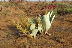 Byrsonima verbascifolia