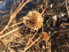 Asteraceae