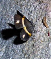 Parcella amarynthina