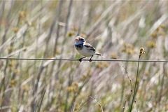 Alectrurus risora