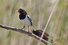 Alectrurus risora