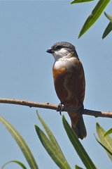 Sporophila palustris