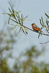 Sporophila hypoxantha