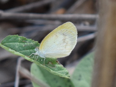 Eurema daira
