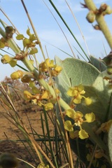 Byrsonima verbascifolia