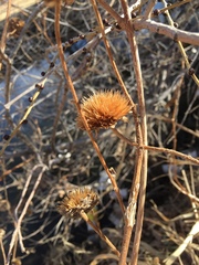 Asteraceae