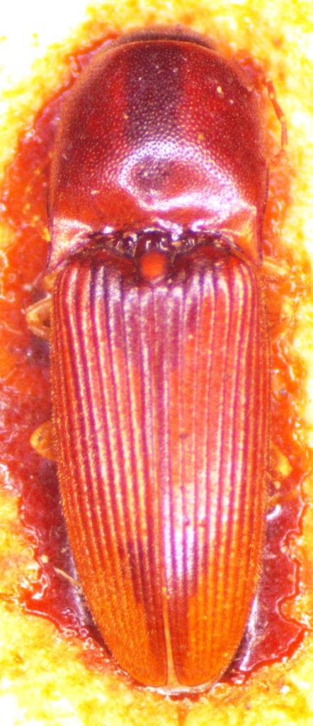Aeolus trimaculatus