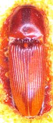 Aeolus trimaculatus
