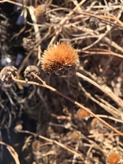 Asteraceae