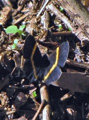 Parcella amarynthina