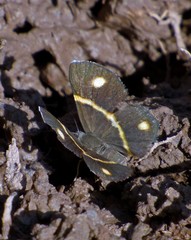 Parcella amarynthina