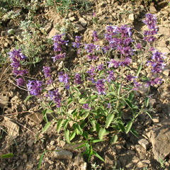 Nepeta cyanea