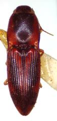 Aeolus circumscriptus