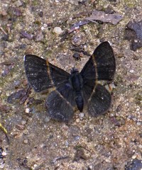 Parcella amarynthina