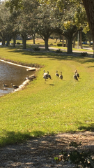 Alopochen aegyptiaca image