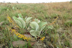 Byrsonima verbascifolia