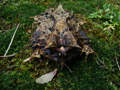 Proceratophrys subguttata