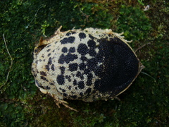 Proceratophrys subguttata