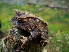 Proceratophrys subguttata