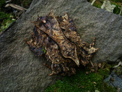 Proceratophrys subguttata